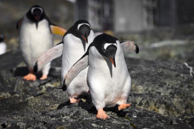 Three penguins clipart