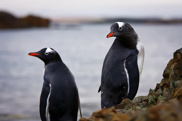 Kayalıklardaki penguenler — Stok fotoğraf