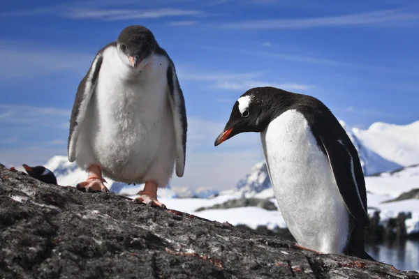 休憩 2 つのペンギン — ストック写真