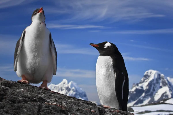休息两个企鹅 — 图库照片