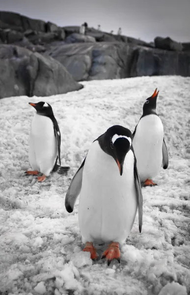 Trzy pingwiny — Zdjęcie stockowe