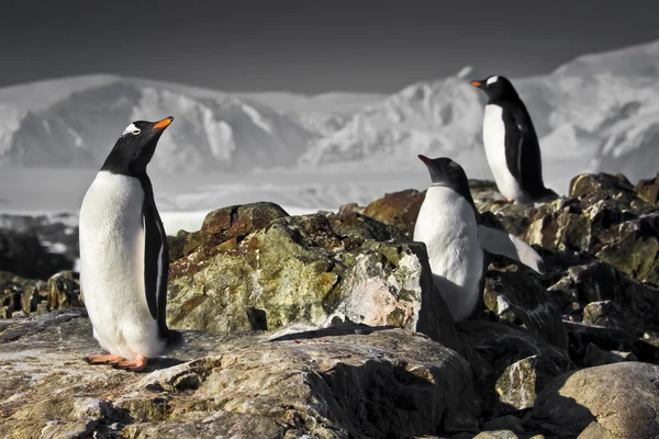 Három pingvinek — Stock Fotó