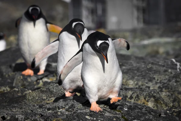 Tre pinguini — Foto Stock