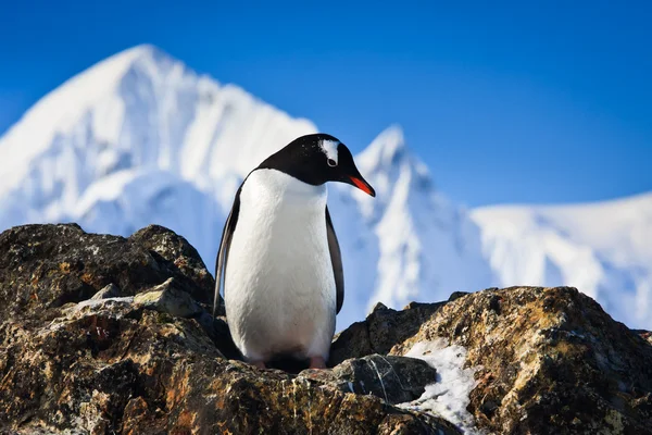 Pingvin jéggel. — Stock Fotó