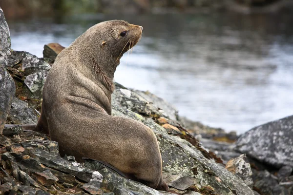 stock image The brown seal