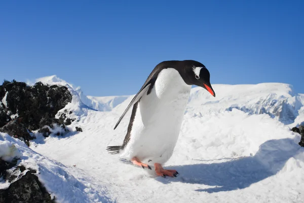 Pinguin auf den Felsen — Stockfoto