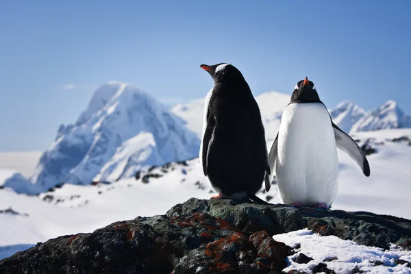 Två pingviner drömmer — Stockfoto