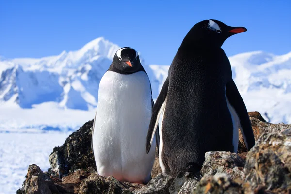 Dva tučňáci — Stock fotografie