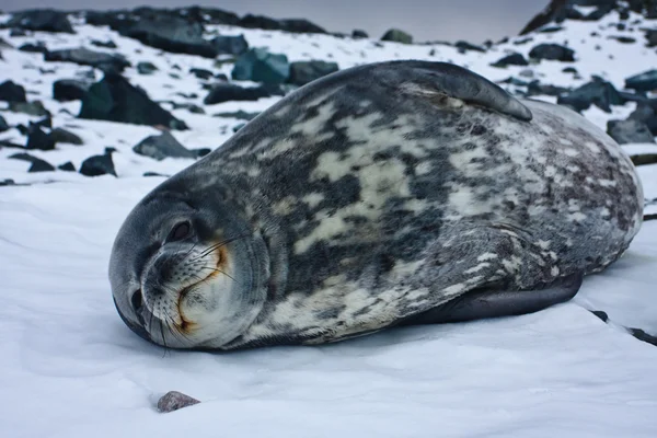 Серый тюлень — стоковое фото
