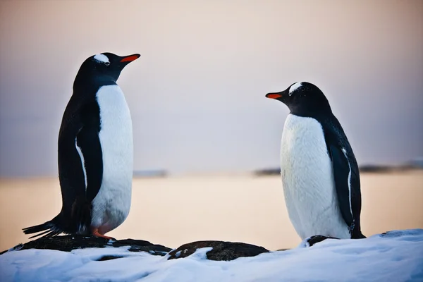 Zwei identische Pinguine — Stockfoto