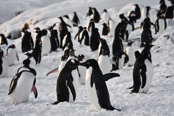 Velká skupina tučňáci — Stock fotografie
