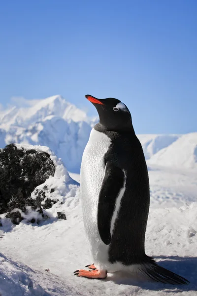 Pingüino en las rocas — Foto de Stock