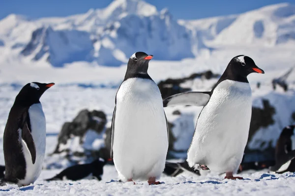 Три пингвина — стоковое фото