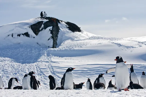 Μια μεγάλη ομάδα των πιγκουίνων — Φωτογραφία Αρχείου