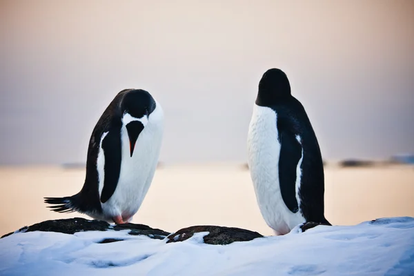 Δύο πανομοιότυπα πιγκουΐνους — Φωτογραφία Αρχείου