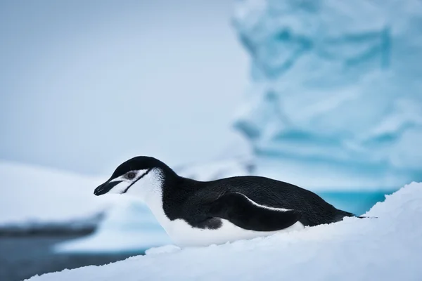 Pingüino blanco y negro — Foto de Stock