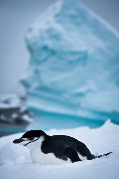 Schwarzer und weißer Pinguin — Stockfoto