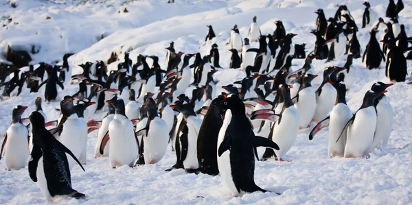 Un gran grupo de pingüinos — Foto de Stock