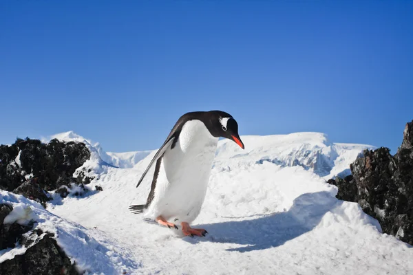 企鹅在岩石上 — 图库照片