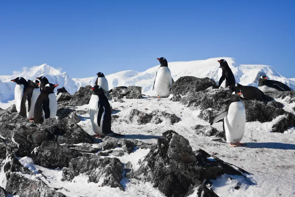 在岩石上的企鹅 — 图库照片