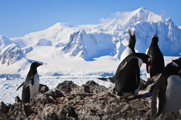 在岩石上的企鹅 — 图库照片