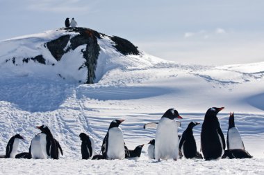 A large group of penguins clipart