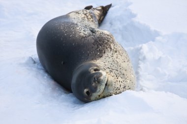 The grey seal clipart