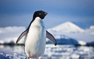Black and white penguin clipart