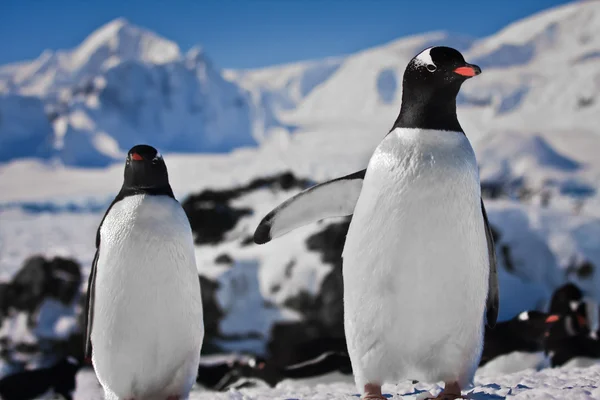 Rüyada iki penguenler — Stok fotoğraf