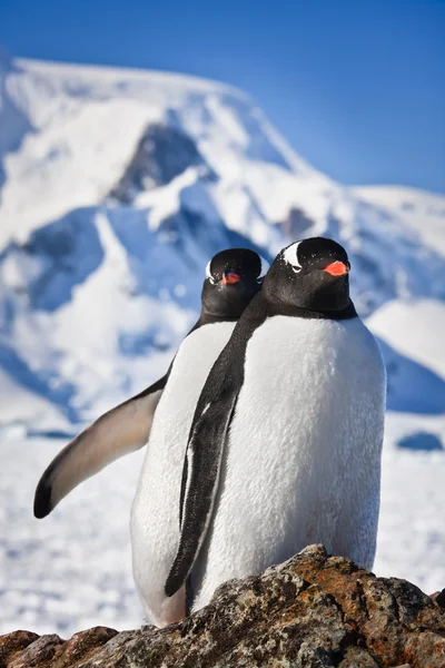 Два пингвина мечтают — стоковое фото