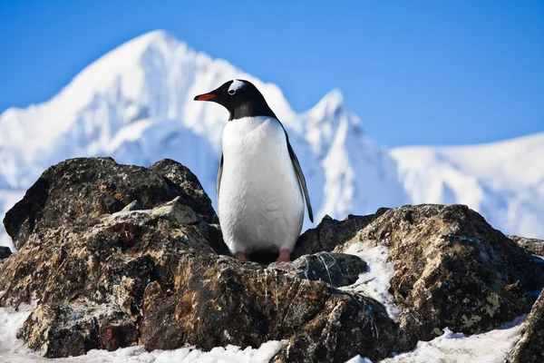 Пінгвін на скелях — стокове фото