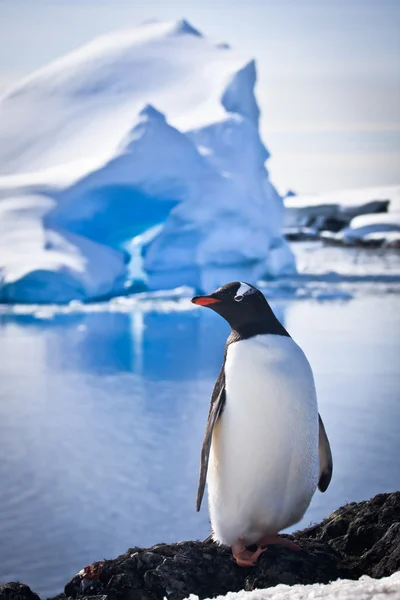 Tučňák s ledem — Stock fotografie