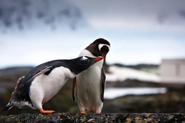 Pinguïns op de rotsen — Stockfoto