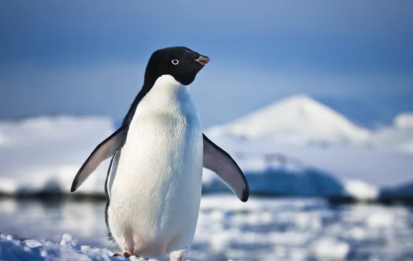 Black and white penguin — Stock Photo, Image