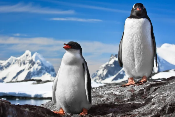 Két pingvinek pihenő — Stock Fotó