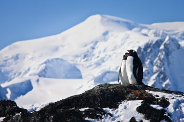 Two penguins dreaming clipart