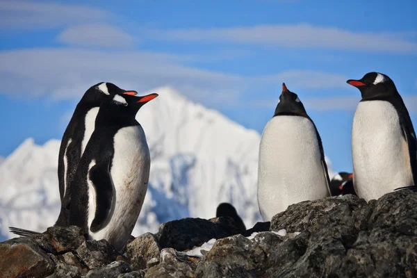 Pingüinos en una roca —  Fotos de Stock