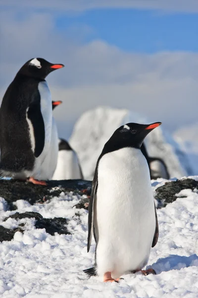 Пингвины на скале в Антарктиде — стоковое фото