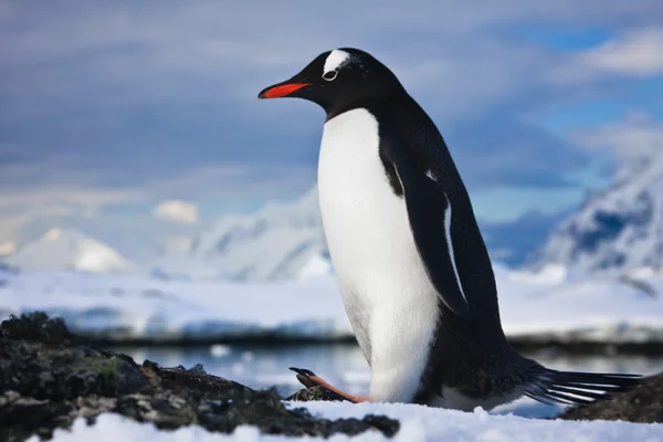 Pinguïn op de rotsen — Stockfoto