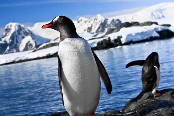 Pinguins na rocha — Fotografia de Stock