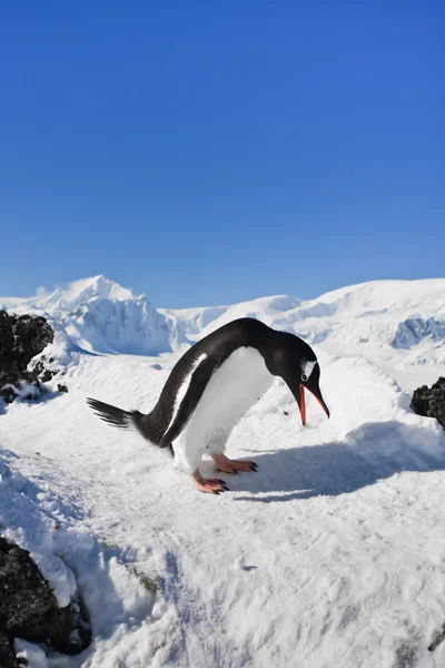 Penguin on the rocks — Stock Photo, Image