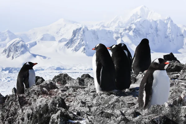 Pingüinos sobre roca — Foto de Stock