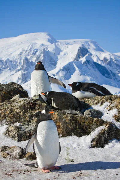 Pingüinos sobre roca —  Fotos de Stock