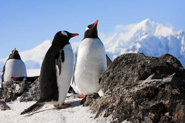 Pingouins sur roche — Photo