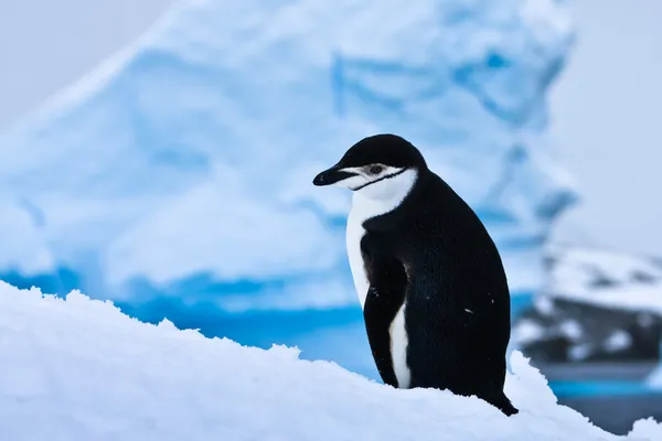 Чёрно-белый пингвин — стоковое фото