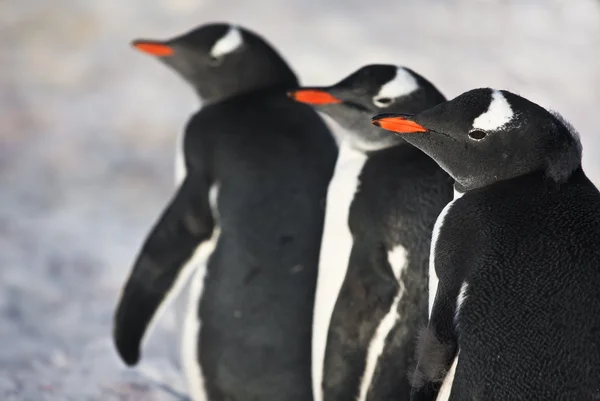 Τρία πανομοιότυπα πιγκουίνος — Φωτογραφία Αρχείου