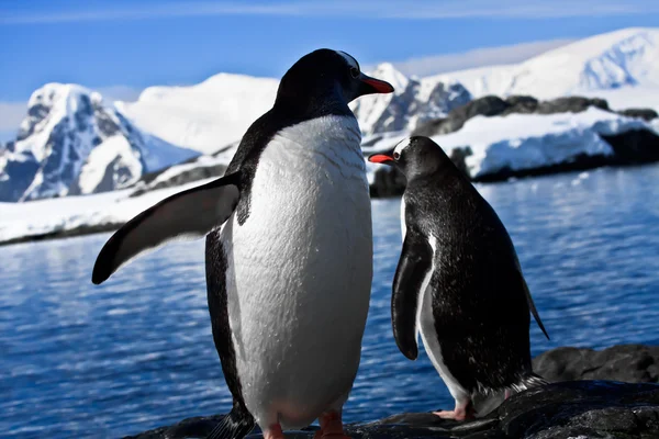 Iki penguenler dinlenme — Stok fotoğraf