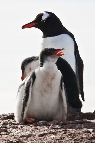 Три пингвина в Антарктиде — стоковое фото