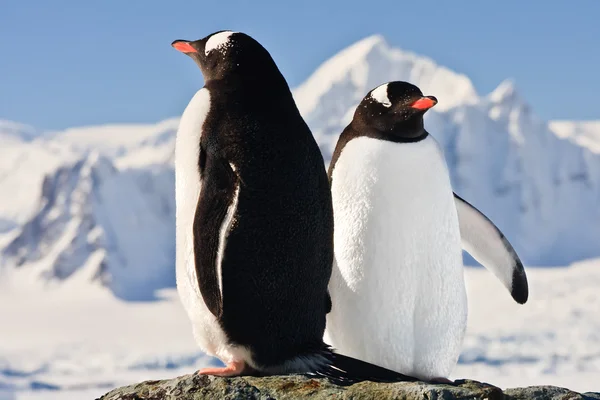 Δύο πιγκουΐνους που ονειρεύεται — Φωτογραφία Αρχείου