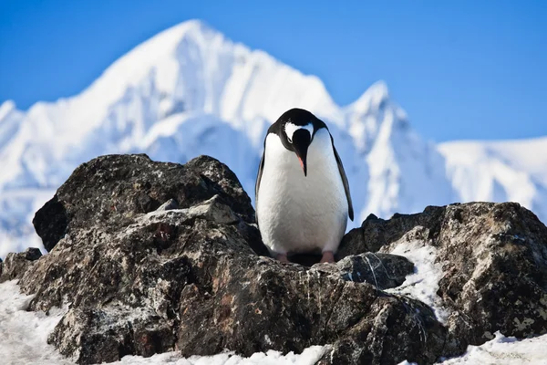 Пингвин со льдом — стоковое фото